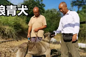 陕西大叔隐居秦岭大山，养几十条土狗两条狼青犬，摩托车运水吃视频封面