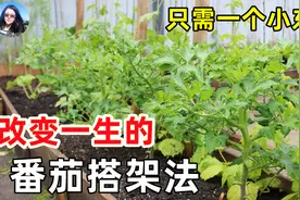 只用1个小东西, 打造最省钱番茄搭架, 同样适用于黃瓜和多种瓜视频封面