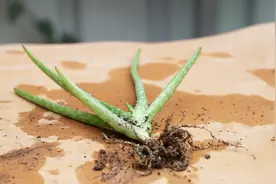 移栽芦荟，3种土壤混合，配出高肥力营养土，轻松养好小芦荟视频封面