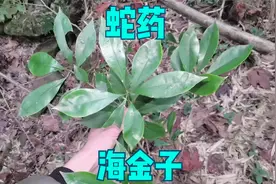 进山寻找花草与药材，遇见一株“海金子”，同时也是蛇药植物视频封面