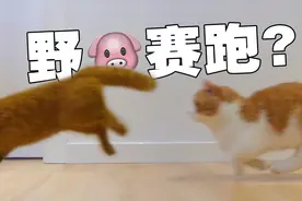 猫奔跑速度有多快？！跑起来影子都没｜激萌奖金计划视频封面