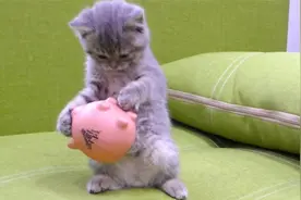主人买了新玩具，奶猫这样玩一下午了，爱不释手的样子太逗了视频封面