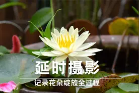 花卉延时摄影，记录花朵绽放全过程，留住最美瞬间视频封面