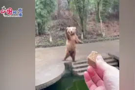 棕熊直挺挺站立招手求投食 游客：扔了一次就准确接到了嘴里视频封面