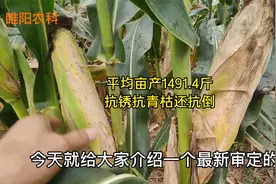 这个最新审定的玉米新品种，高抗锈病抗青枯病，平均亩产1491.4斤视频封面