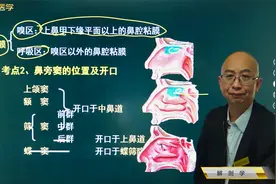 呼吸系统01鼻02鼻旁窦：上颌窦、额窦、筛窦、蝶窦的位置及开口视频封面