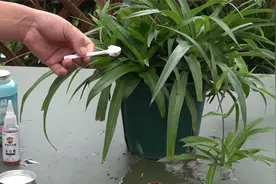 吊兰花盆里来一勺它，小崽子冒一堆，多到不想要视频封面