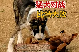 比特犬对战中亚牧羊犬，瞬间被压制，猛犬PK精彩刺激视频封面