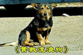 流浪狗数次上街求带走，可无人愿意为它停下脚步，但它仍不肯放弃视频封面