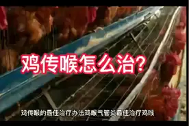 鸡喉气管炎的早期症状鸡喉咙有痰的治疗用药 鸡喉气管特效药视频封面