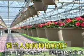 荷兰人如何种植鲜花？工厂化流水线生产，现代科技农业的典范！视频封面