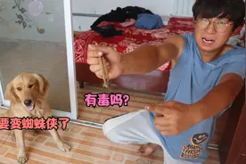 小亮被一只特大号蜘蛛咬伤手，感觉麻麻的，这啥品种蜘蛛难道有毒