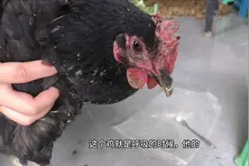 这两种药专治鸡咳嗽带响声、并伴随打瞌睡，养鸡朋友一定要知道视频封面