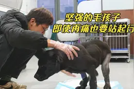 双腿残疾的狗狗经历剥皮拆骨之痛，顶着剧痛行走，让人心疼直掉泪视频封面