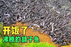 鲶鱼到底脏不脏？养殖过程告诉你答案视频封面
