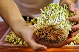 2分钟教您种豆芽，方法简单只要几个水杯就行，新手也能轻松掌握视频封面