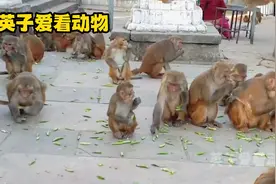 街边猴子泛滥成灾，都喜欢吃甜豌豆，一大袋都吃光了视频封面