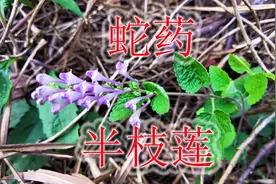 蛇药植物“半枝莲”是个宝，号称“毒蛇克星”，是农村常见的野草视频封面