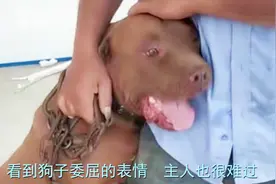 比特犬得知自己被卖掉，紧紧抱住主人的腿不松手：你不要我了吗？视频封面