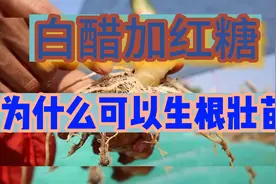 白醋加红糖为什么可能生根壮苗？视频封面