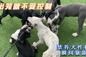 丢狗后代兴奋度极强，刚出笼子就不受控制，战斗力不容小觑视频封面