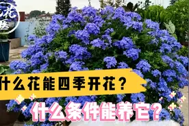 什么花能四季开花？什么条件能养它？蓝雪花养护教学！视频封面