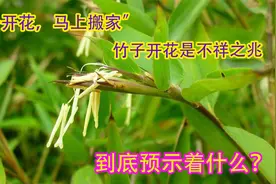 “竹子开花，马上搬家”，竹子开花是不祥之兆？到底预示着什么？视频封面