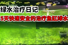 绿水治疗日记：5天快速安全的治疗鱼缸绿水，还您一个透彻的草缸视频封面