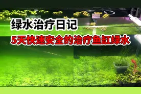 绿水治疗日记：5天快速安全的治疗鱼缸绿水，还您一个透彻的草缸视频封面