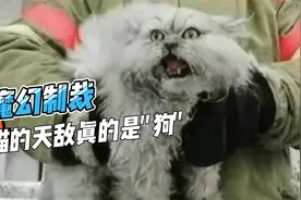 知道什么是国际玩笑啦，离了个大谱！视频封面