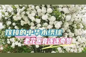 花友寄来嫁接的中华木绣球，老花医连连夸赞花友！绣球如何养护？视频封面