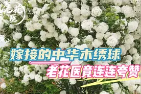 花友寄来嫁接的中华木绣球，老花医连连夸赞花友！绣球如何养护？
