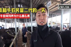 日本和牛农民富二代的真实生活，如何饲养和牛？才能一头卖50万视频封面