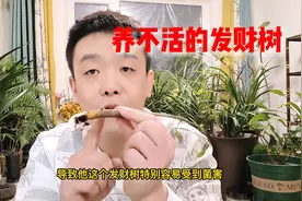 发财树烂根、烂茎原因和救治方法视频封面