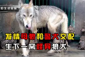 发情母狼闯入东北村庄，居然爱上一条警犬，交配后还生下怪异狼犬视频封面