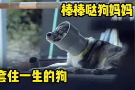 项圈套住它，水管又套住它，可是真正套住它一生的是幼崽视频封面