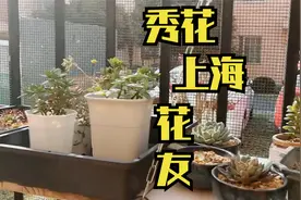 上海花友参与秀花，他是我见过的，最专业的养花人，养得太好了视频封面