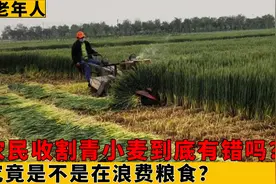 农民收割青小麦，究竟是浪费粮食还是无奈的选择？背后心酸又现实视频封面