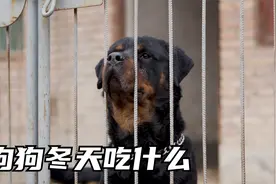 冬天不要给狗狗只吃狗粮 还可以加一点这些 来听听佳佳的分享吧视频封面