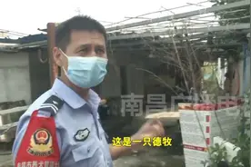 擅养禁养犬？南昌经开区警方：带走！视频封面