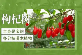 枸杞树：全身是宝的多分枝灌木植物视频封面