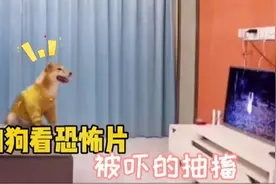 盘点被吓搞笑名场面：狗狗看恐怖片，被吓的抽搐真是太搞笑视频封面