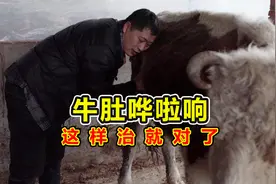 牛出现这个症状一定要重视！晃牛肚全是水，养牛人竟以为是没排便视频封面