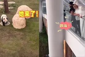 实拍卡塔尔小王子用四川话召唤大熊猫，对视瞬间 双方DNA都动了视频封面