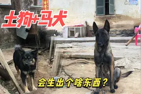 堂哥的马犬发情，被隔壁家的四眼土狗偷配，土狗配马犬会怎么样？