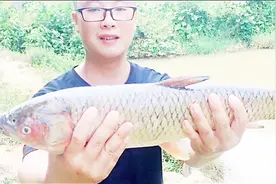 鱼塘一条三斤多的草鱼刚死一小时，小伙实在舍不得扔，到底能吃吗视频封面