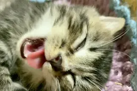 铲屎官的乐趣：当我朝着熟睡的小奶猫脸上放了一个屁！视频封面