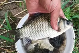 夏季钓鱼遇突发情况，3个应对决策要掌握，才能翻倍提升鱼获！视频封面