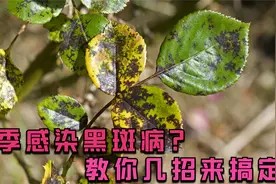 月季叶子上都是黑色斑点怎么办？月季黑斑不用怕，简单几招搞定它视频封面