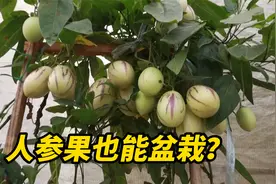 人参果在家也能轻松盆栽，挂果量超级多，一次种植常年收获视频封面